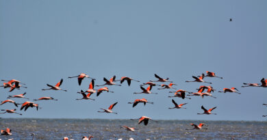 Flamencos australes. Ph Pablo Rodas.