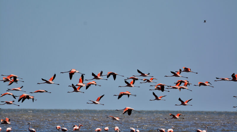 Flamencos australes. Ph Pablo Rodas.