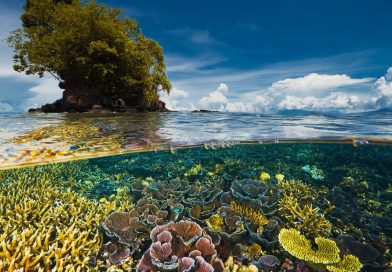 Mayo, mes de la biodiversidad: cuidar las especies, es cuidarnos a nosotros mismos